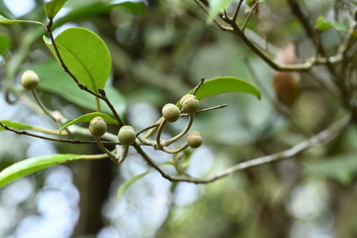 Capparis formosana, photograph 5