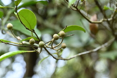 (c) 曾昱承 Yu-Cheng Zeng, some rights reserved (CC BY) Capparis formosana, photograph (c) 曾昱承 Yu-Cheng Zeng, some rights reserved (CC BY)
