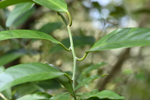 Capparis formosana, photograph 4