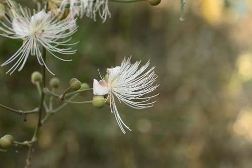 Capparis formosana, photograph 6
