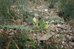 Astragalus utriger