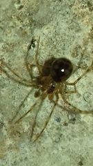 Nesticidae