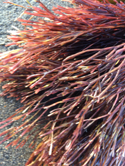 Melanthalia