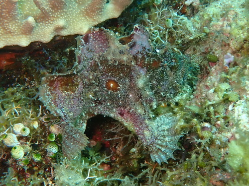 Scarlet frogfish (Antennatus coccineus) — Antennariidae — 5
