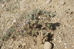 Astragalus arnacantha