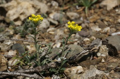 Alyssum hirsutum