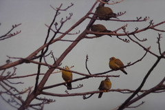 Treron phoenicopterus