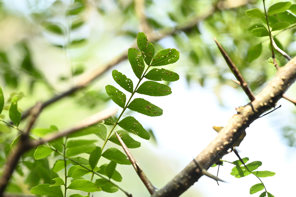 Gleditsia rolfei; photograph (c) 曾昱承 Yu-Cheng Zeng, some rights reserved (CC BY)