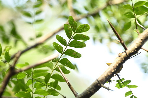 Gleditsia rolfei