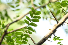 Gleditsia rolfei