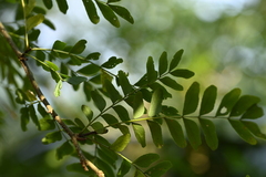 (c) 曾昱承 Yu-Cheng Zeng, some rights reserved (CC BY) Gleditsia rolfei, photograph (c) 曾昱承 Yu-Cheng Zeng, some rights reserved (CC BY)