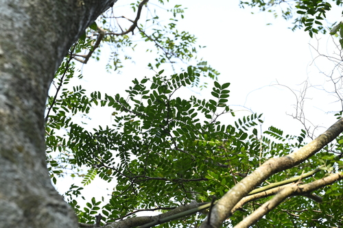 Gleditsia rolfei, photograph 2