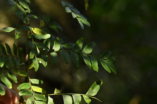 Gleditsia rolfei, photograph 3