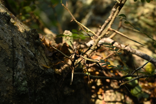 Gleditsia rolfei, photograph 4