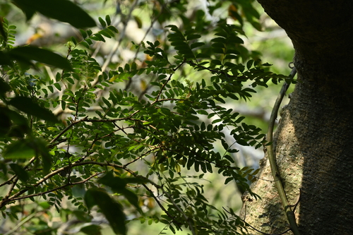 Gleditsia rolfei, photograph 5