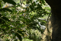(c) 曾昱承 Yu-Cheng Zeng, some rights reserved (CC BY) Gleditsia rolfei, photograph (c) 曾昱承 Yu-Cheng Zeng, some rights reserved (CC BY)