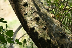 Gleditsia rolfei, photograph (c) 曾昱承 Yu-Cheng Zeng, some rights reserved (CC BY)