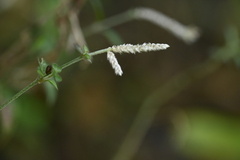 Ouret sanguinolenta, photograph 曾昱承 Yu-Cheng Zeng, CC BY, iNaturalist via GBIF