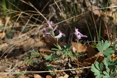 Corydalis paczoskii