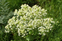 Lepidium chalepense