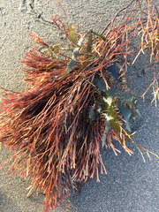 Melanthalia
