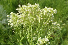 Lepidium chalepense