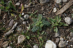 Seseli dichotomum