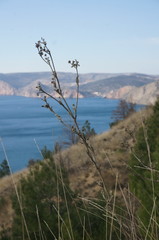 Seseli dichotomum