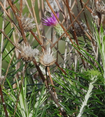 Ptilostemon chamaepeuce cyprius