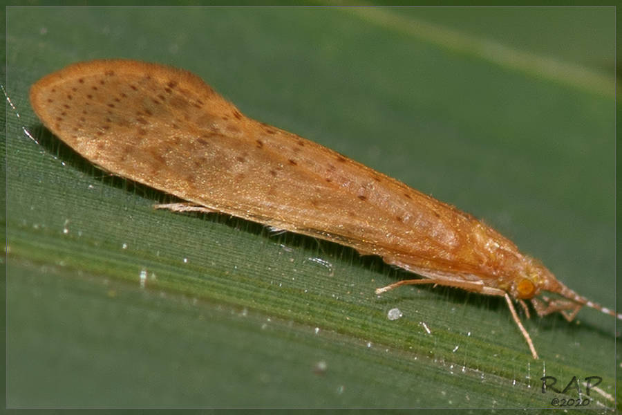 Nectopsyche muhni