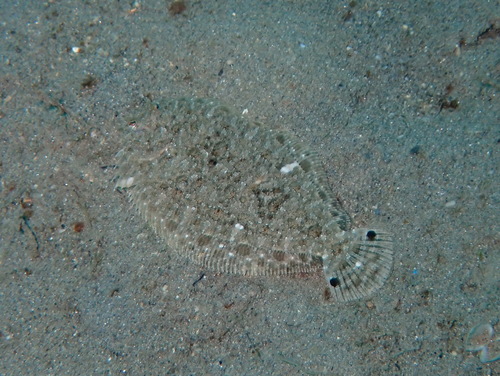 Engyprosopon observed 2026-03-09