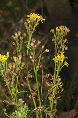 Senecio squalidus