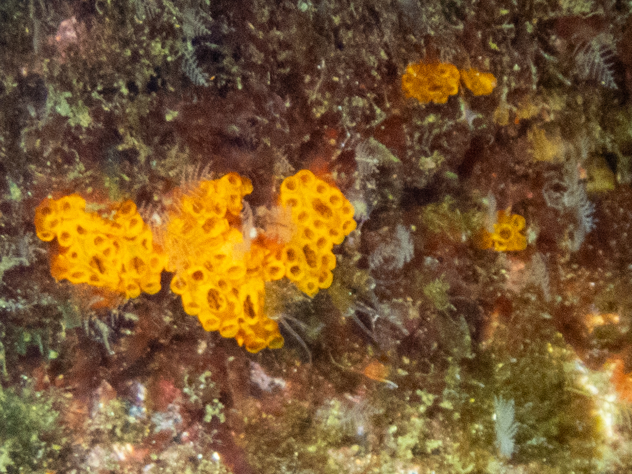 Distaplia corolla Monniot F., 1974