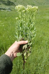 Lepidium chalepense