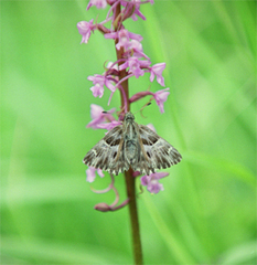 Muschampia floccifera