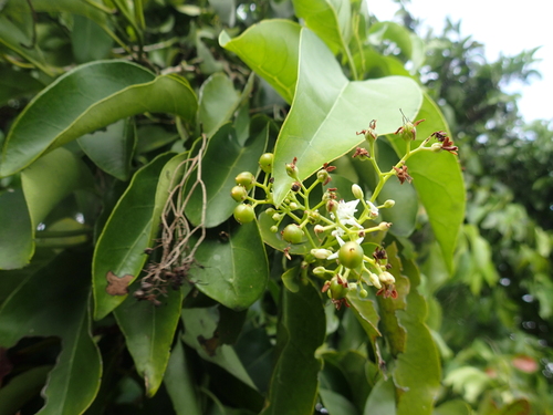 Ehretia philippinensis observed 2026-03-22
