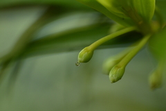 Amentotaxus formosana, photograph (c) 曾昱承 Yu-Cheng Zeng, some rights reserved (CC BY)