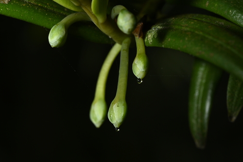 Amentotaxus formosana