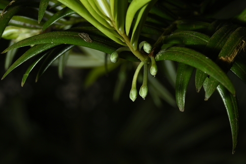 Amentotaxus formosana, photograph 2