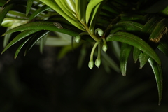 Amentotaxus formosana, photograph (c) 曾昱承 Yu-Cheng Zeng, some rights reserved (CC BY)