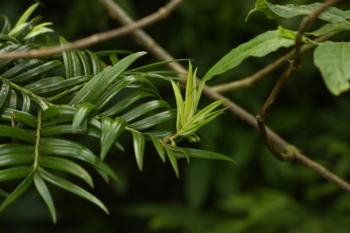 Amentotaxus formosana, photograph 3