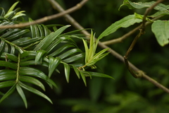 Amentotaxus formosana, photograph (c) 曾昱承 Yu-Cheng Zeng, some rights reserved (CC BY)