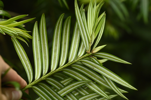 Amentotaxus formosana, photograph 4