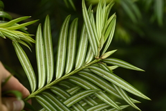 Amentotaxus formosana, photograph (c) 曾昱承 Yu-Cheng Zeng, some rights reserved (CC BY)