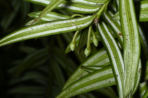 Amentotaxus formosana, photograph 5