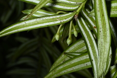 Amentotaxus formosana, photograph (c) 曾昱承 Yu-Cheng Zeng, some rights reserved (CC BY)