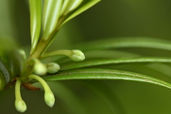 Amentotaxus formosana, photograph (c) 曾昱承 Yu-Cheng Zeng, some rights reserved (CC BY)