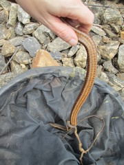 Regina septemvittata