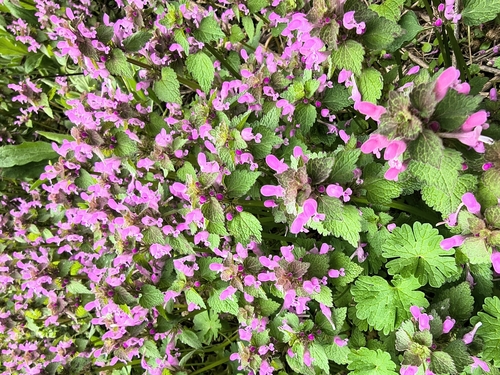 red deadnettle