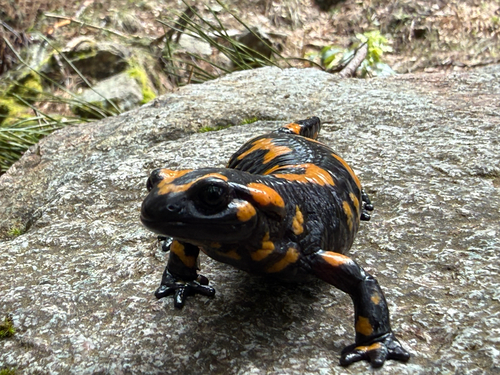 Corsican Fire Salamander, Corse-du-Sud, Corse, FR, photo 7 of 10